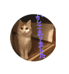 mer stamp（個別スタンプ：33）