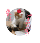 mer stamp（個別スタンプ：34）