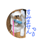 mer stamp（個別スタンプ：35）