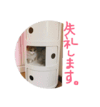 mer stamp（個別スタンプ：37）