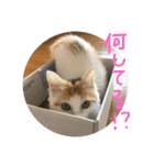 mer stamp（個別スタンプ：40）