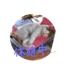 mer スタンプ2（個別スタンプ：7）