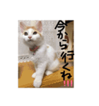 mer スタンプ2（個別スタンプ：14）