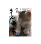 mer スタンプ2（個別スタンプ：22）