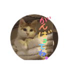 mer スタンプ2（個別スタンプ：29）