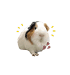 Guinea pig : eat ＆ sleep - photo vol. 3（個別スタンプ：1）