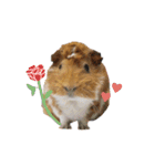 Guinea pig : eat ＆ sleep - photo vol. 3（個別スタンプ：2）