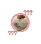 Guinea pig : eat ＆ sleep - photo vol. 3（個別スタンプ：3）