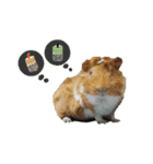 Guinea pig : eat ＆ sleep - photo vol. 3（個別スタンプ：4）