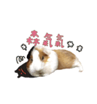 Guinea pig : eat ＆ sleep - photo vol. 3（個別スタンプ：5）