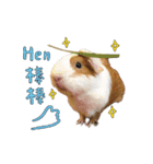 Guinea pig : eat ＆ sleep - photo vol. 3（個別スタンプ：6）