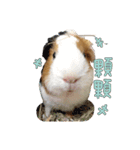 Guinea pig : eat ＆ sleep - photo vol. 3（個別スタンプ：8）
