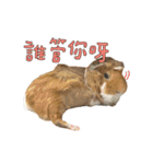 Guinea pig : eat ＆ sleep - photo vol. 3（個別スタンプ：9）