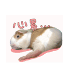 Guinea pig : eat ＆ sleep - photo vol. 3（個別スタンプ：10）