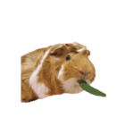 Guinea pig : eat ＆ sleep - photo vol. 3（個別スタンプ：11）