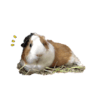 Guinea pig : eat ＆ sleep - photo vol. 3（個別スタンプ：12）