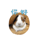 Guinea pig : eat ＆ sleep - photo vol. 3（個別スタンプ：13）
