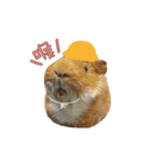 Guinea pig : eat ＆ sleep - photo vol. 3（個別スタンプ：14）