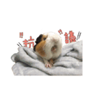 Guinea pig : eat ＆ sleep - photo vol. 3（個別スタンプ：15）