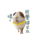 Guinea pig : eat ＆ sleep - photo vol. 3（個別スタンプ：17）