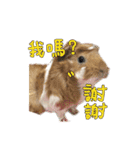 Guinea pig : eat ＆ sleep - photo vol. 3（個別スタンプ：18）