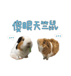 Guinea pig : eat ＆ sleep - photo vol. 3（個別スタンプ：19）