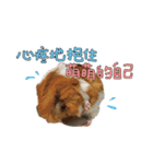 Guinea pig : eat ＆ sleep - photo vol. 3（個別スタンプ：20）