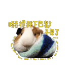 Guinea pig : eat ＆ sleep - photo vol. 3（個別スタンプ：21）
