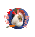 Guinea pig : eat ＆ sleep - photo vol. 3（個別スタンプ：22）