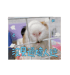 Guinea pig : eat ＆ sleep - photo vol. 3（個別スタンプ：24）
