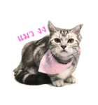 cat silver1（個別スタンプ：1）