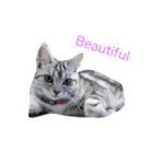 cat silver1（個別スタンプ：3）
