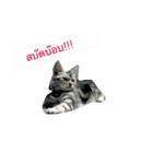 cat silver1（個別スタンプ：4）