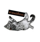 cat silver1（個別スタンプ：5）