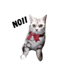 cat silver1（個別スタンプ：6）