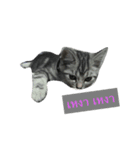 cat silver1（個別スタンプ：7）