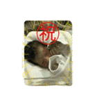 TEAM  tachikawa  sticker 3（個別スタンプ：1）