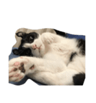 ねこのしゃしんです（個別スタンプ：2）