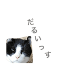 ねこのしゃしんです（個別スタンプ：5）