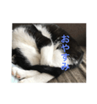 ねこのしゃしんです（個別スタンプ：6）