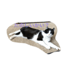 ねこのしゃしんです（個別スタンプ：7）