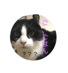 ねこのしゃしんです（個別スタンプ：8）