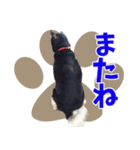 北海道犬 風ちゃん（個別スタンプ：2）