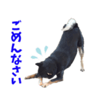 北海道犬 風ちゃん（個別スタンプ：5）