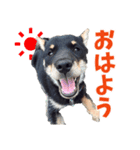 北海道犬 風ちゃん（個別スタンプ：8）