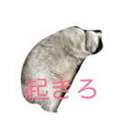 ロシにゃん（個別スタンプ：1）