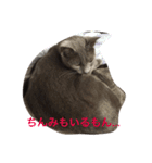 ロシにゃん（個別スタンプ：6）