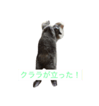 ロシにゃん（個別スタンプ：7）