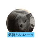 ロシにゃん（個別スタンプ：8）