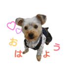 ちゃ太郎。（個別スタンプ：1）
